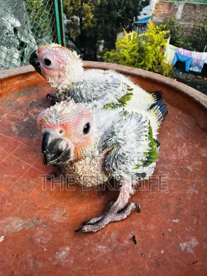 সান কনূর বেবি