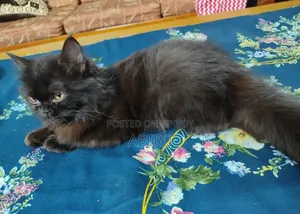 3-6 months Female Purebred Persian