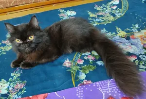 3-6 months Female Purebred Persian