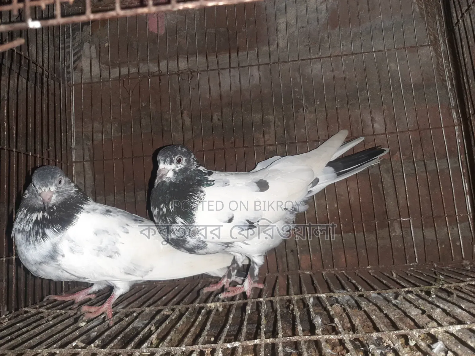 Pigeons for sale
