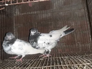 Pigeons for sale