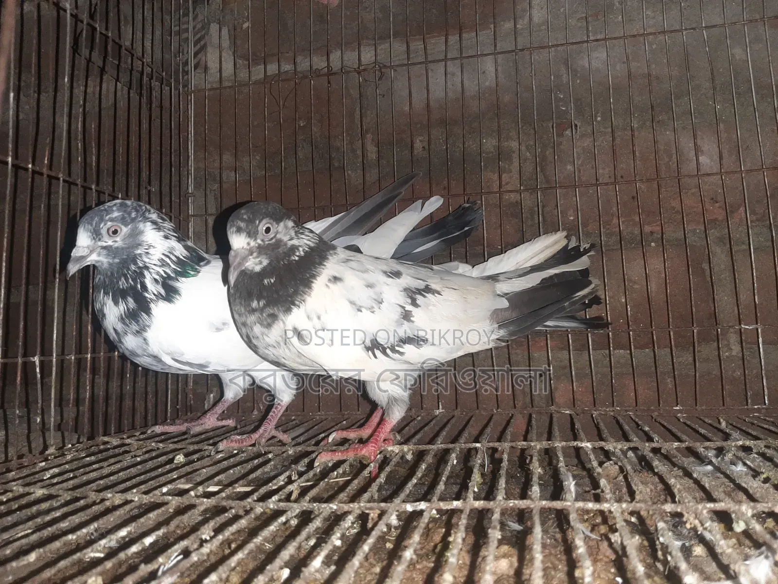 Pigeons for sale