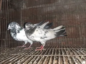 Pigeons for sale
