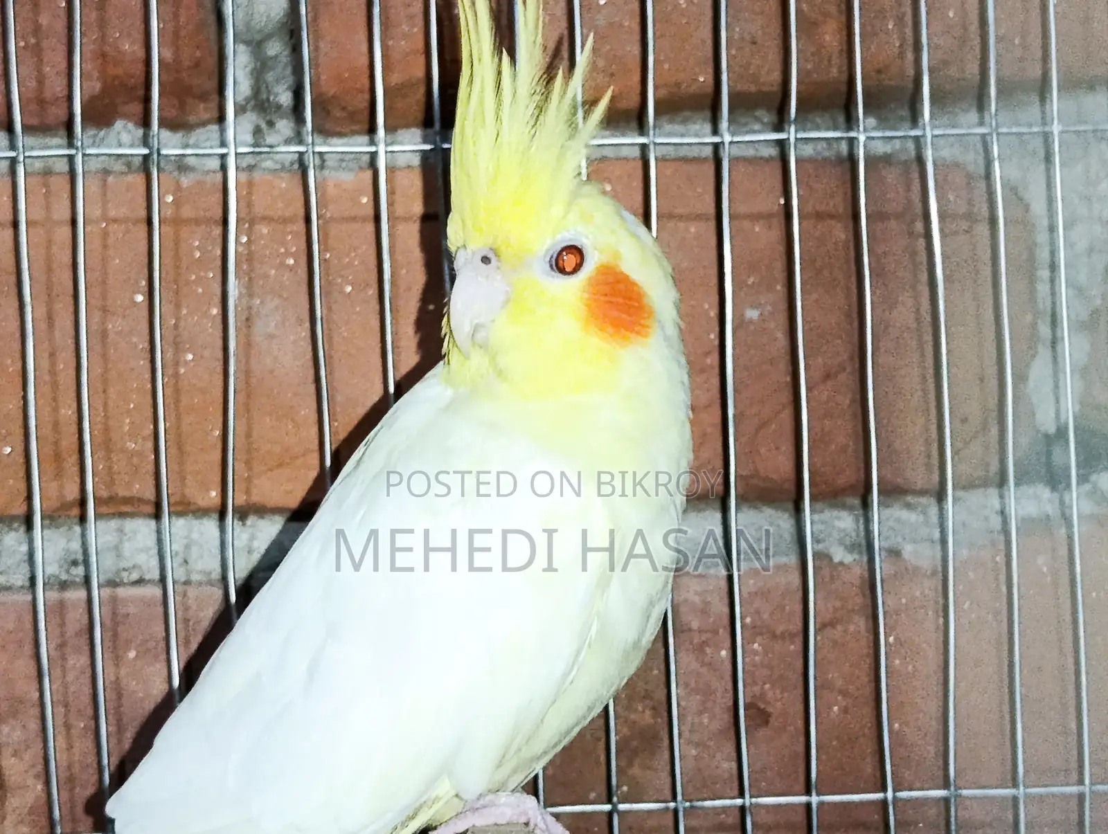 Cockatiel Bird