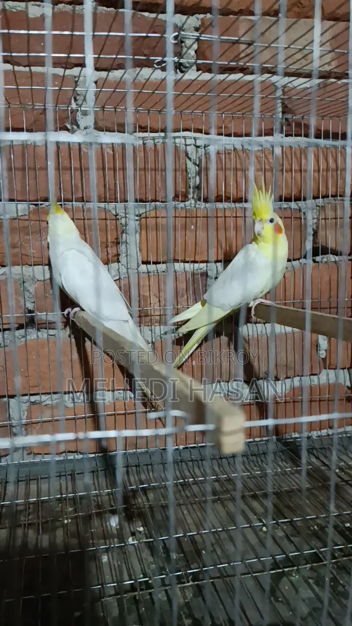 Cockatiel Bird