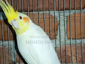 Cockatiel Bird