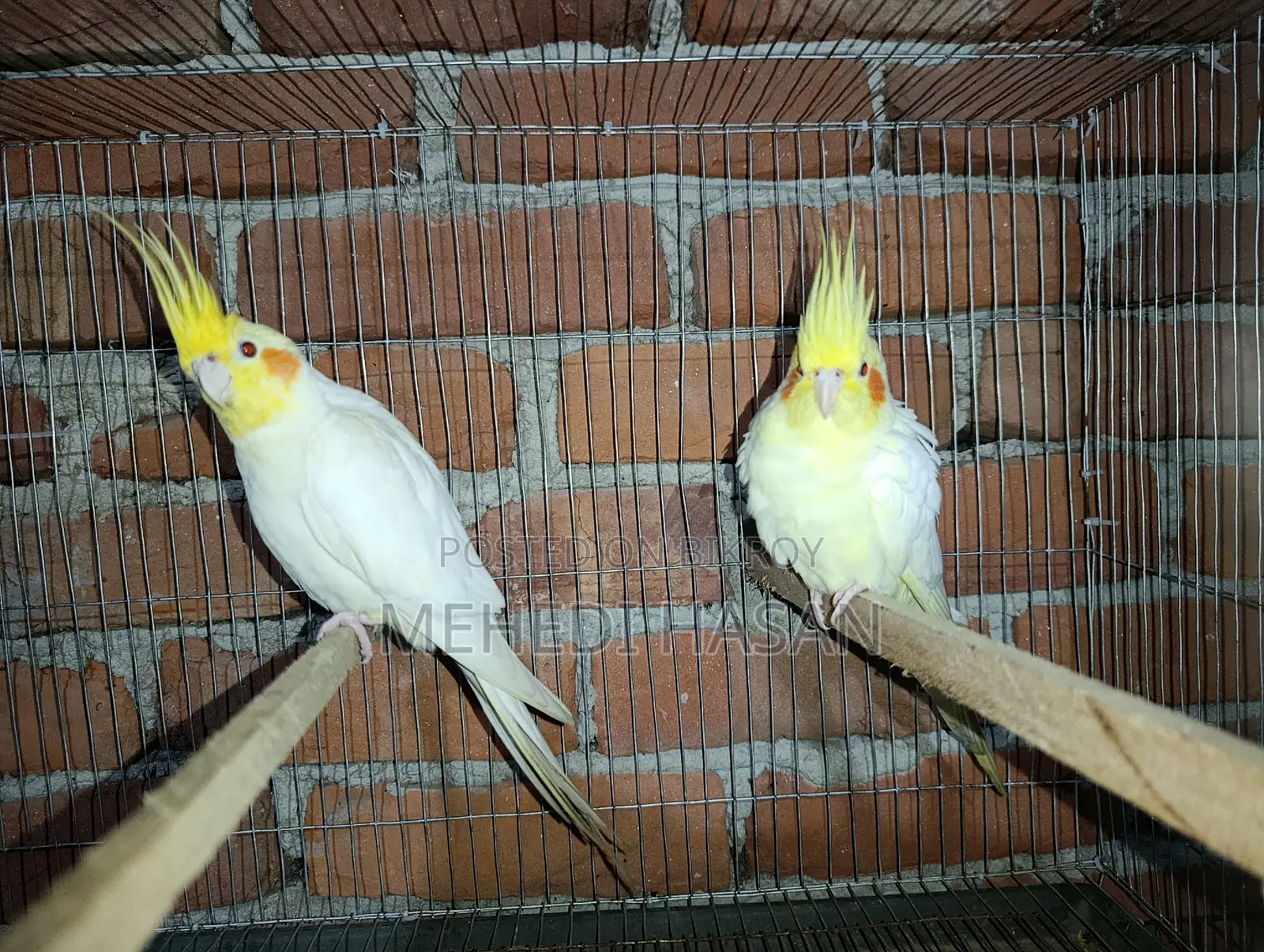 Cockatiel Bird