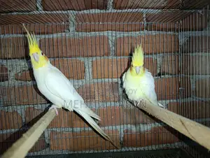 Cockatiel Bird