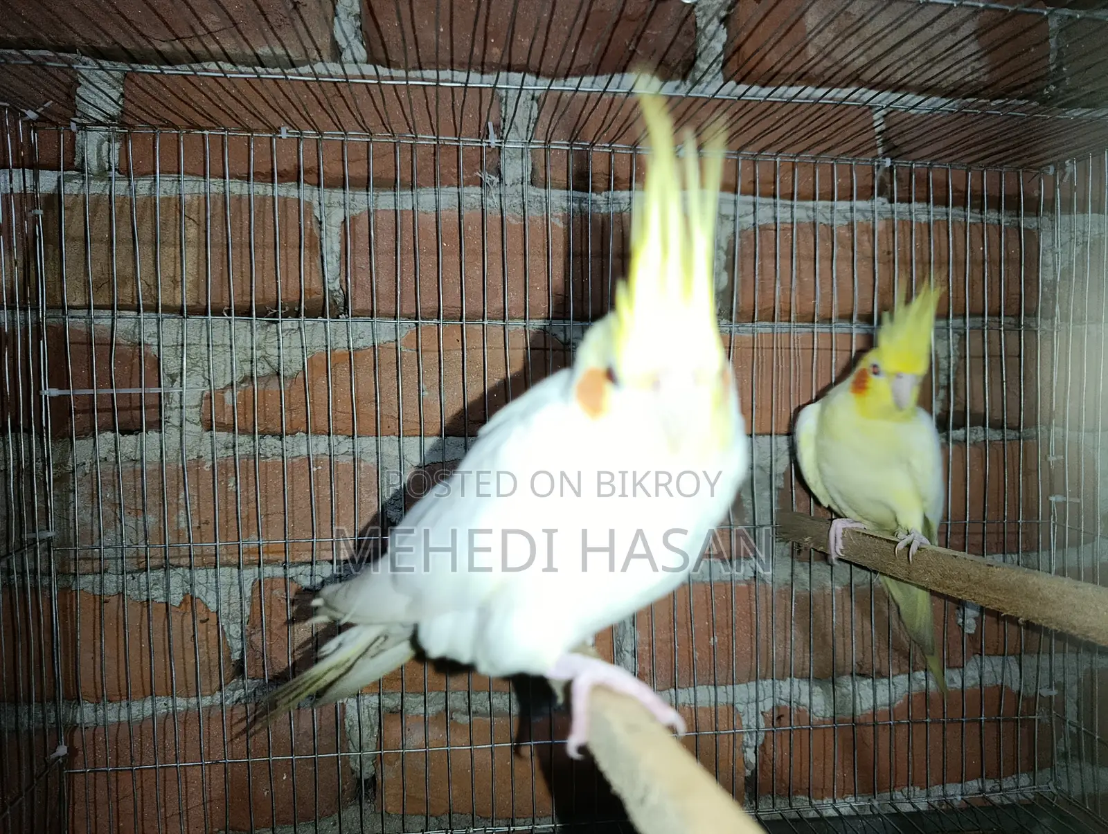 Cockatiel Bird
