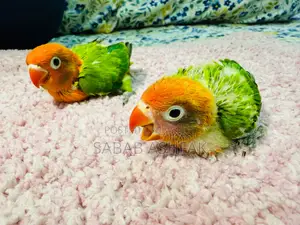 Green Euwing Opaline Lovebird