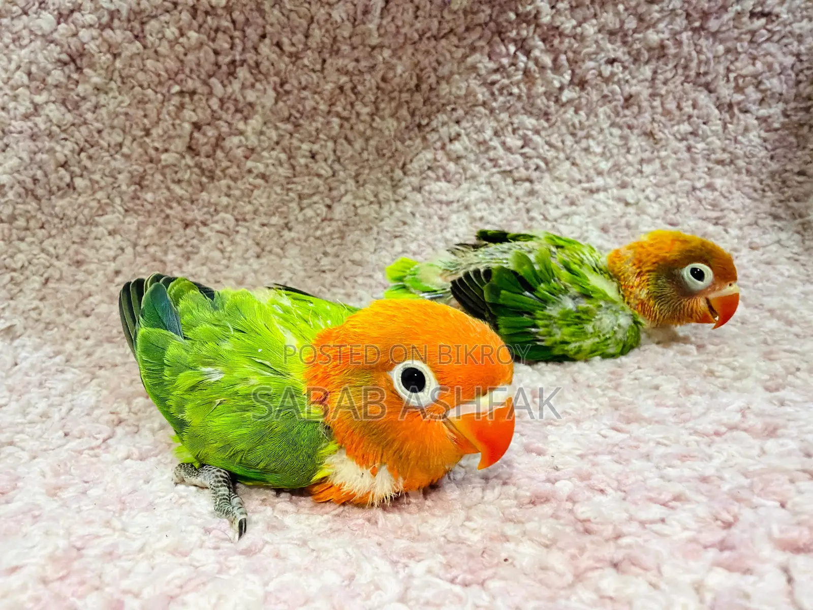 Green Euwing Opaline Lovebird