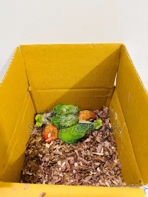 Green Euwing Opaline Lovebird