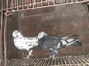 Pigeons for sale