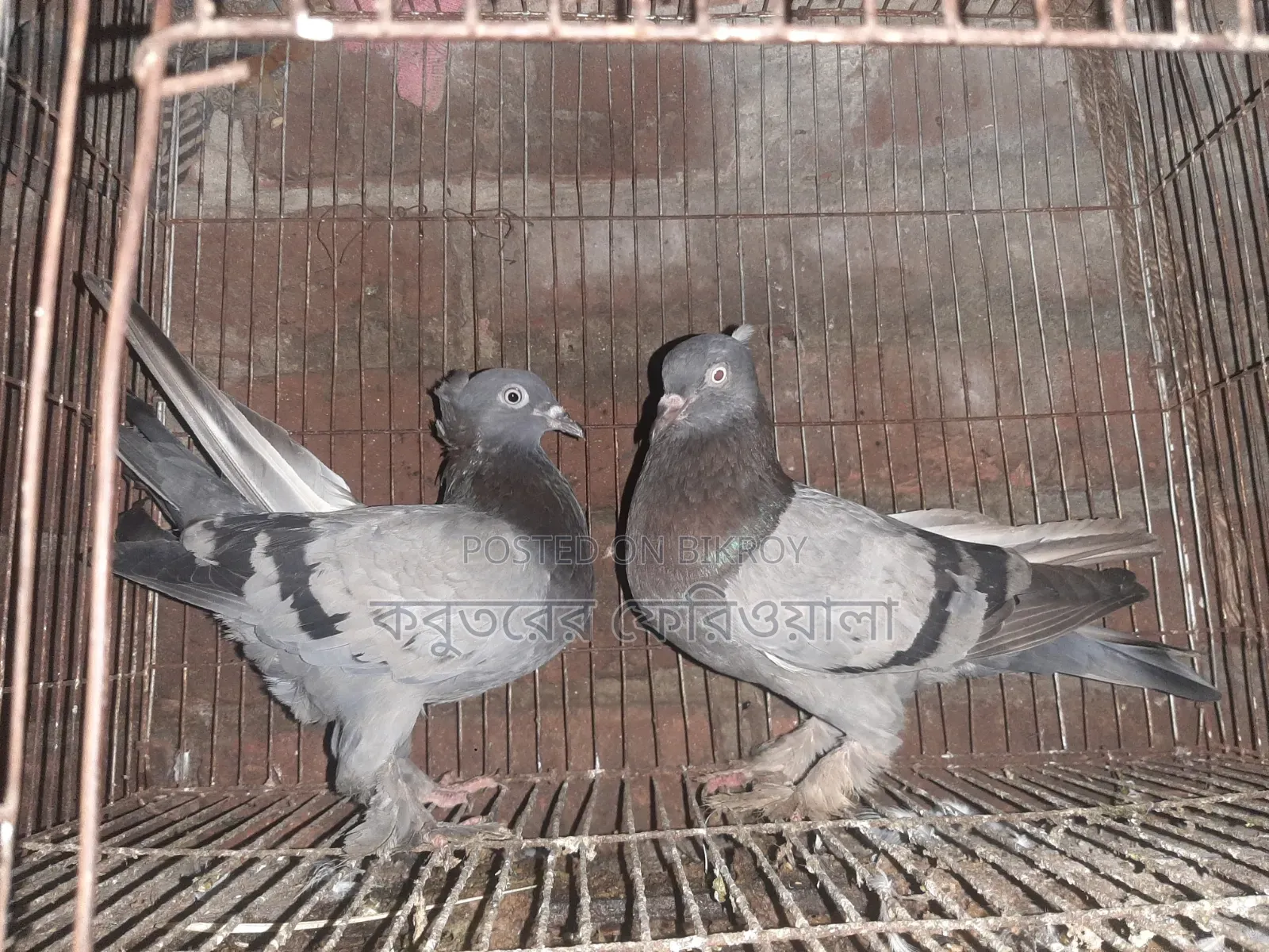 Pigeons for sale