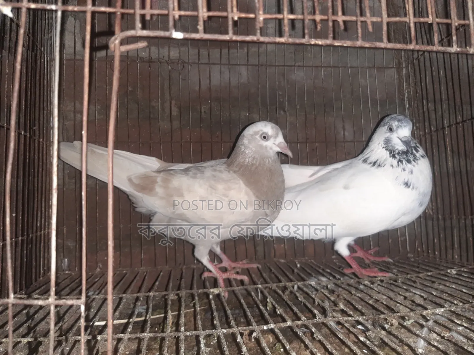 Pigeons for sale