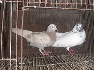 Pigeons for sale