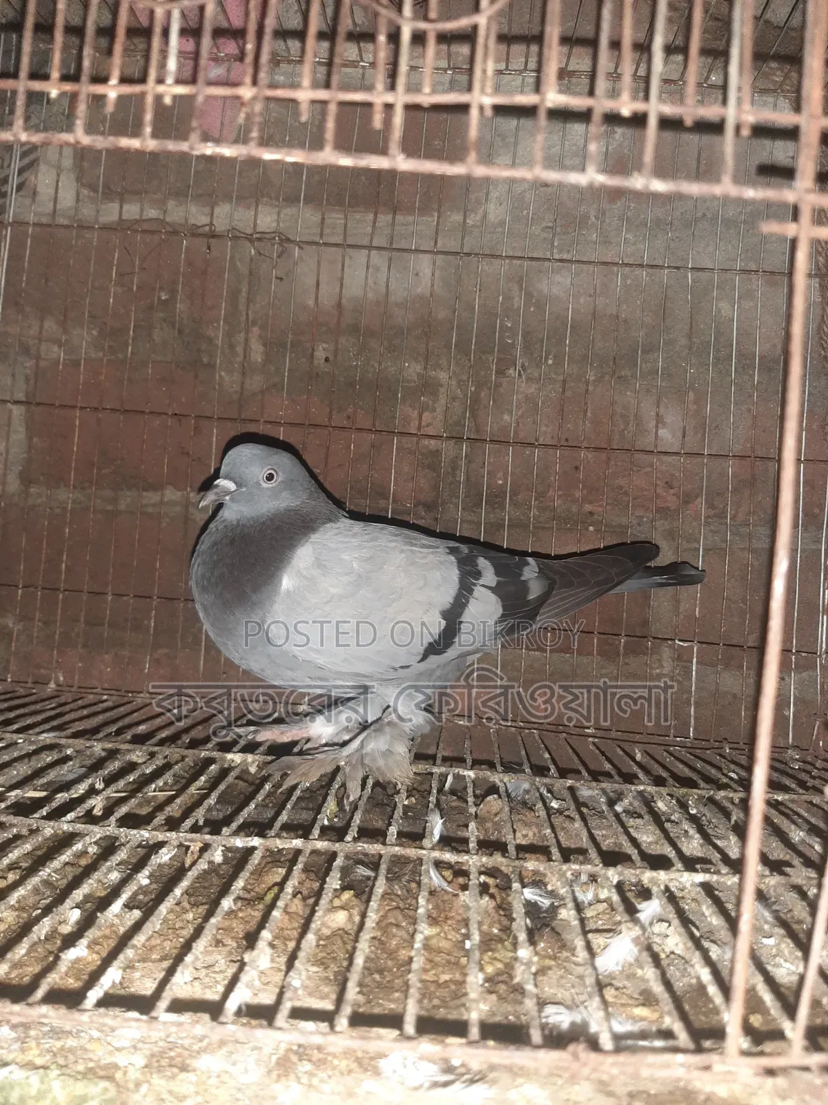 Pigeons for sale