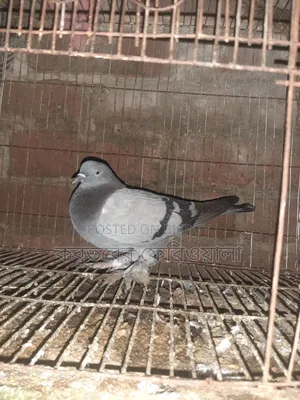 Pigeons for sale