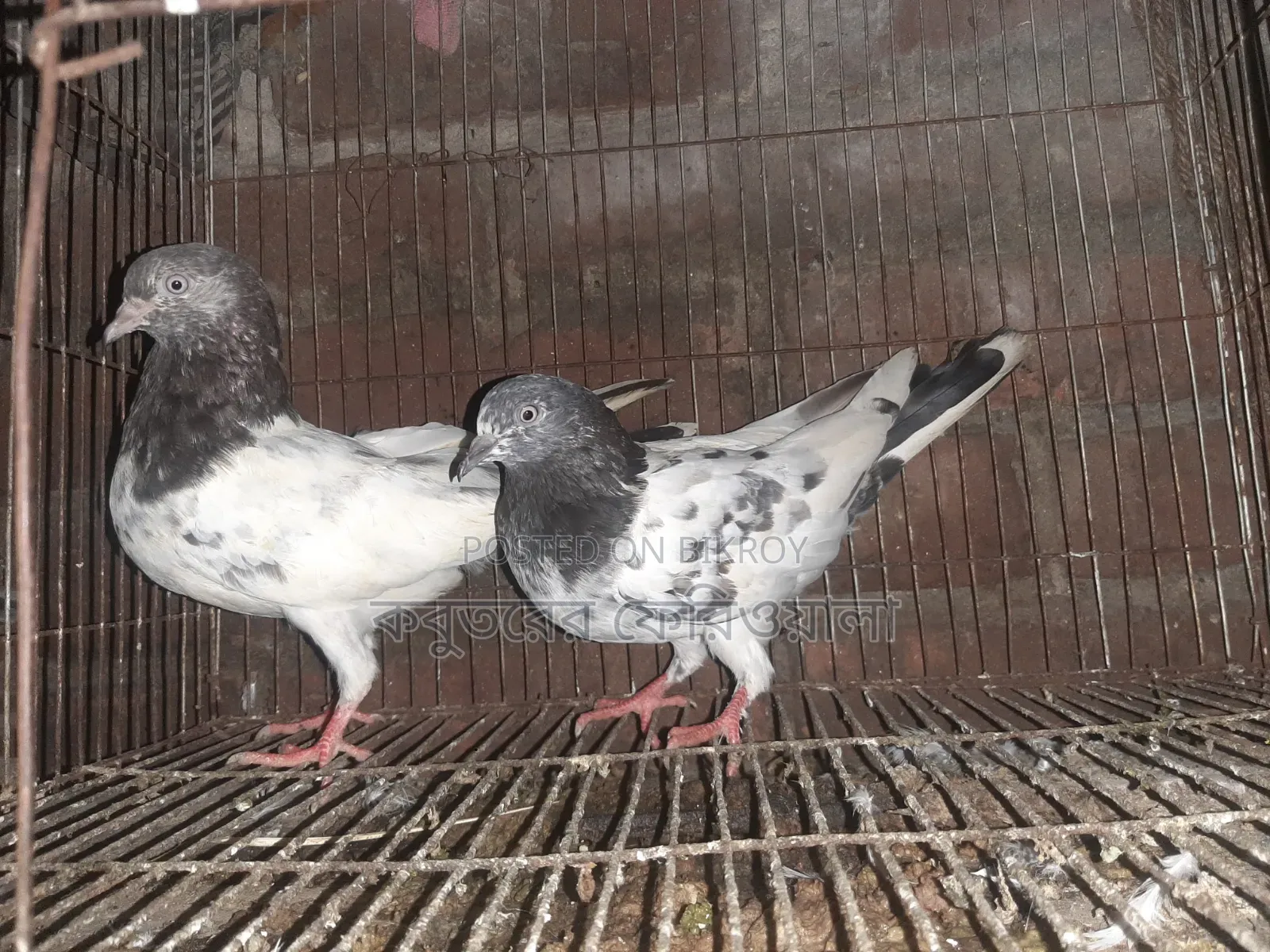 Female pigeons for sale