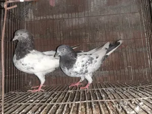 Female pigeons for sale