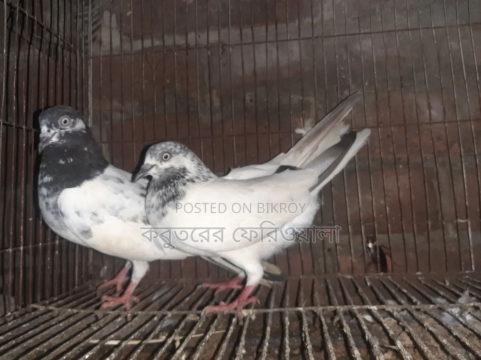 Female pigeons for sale