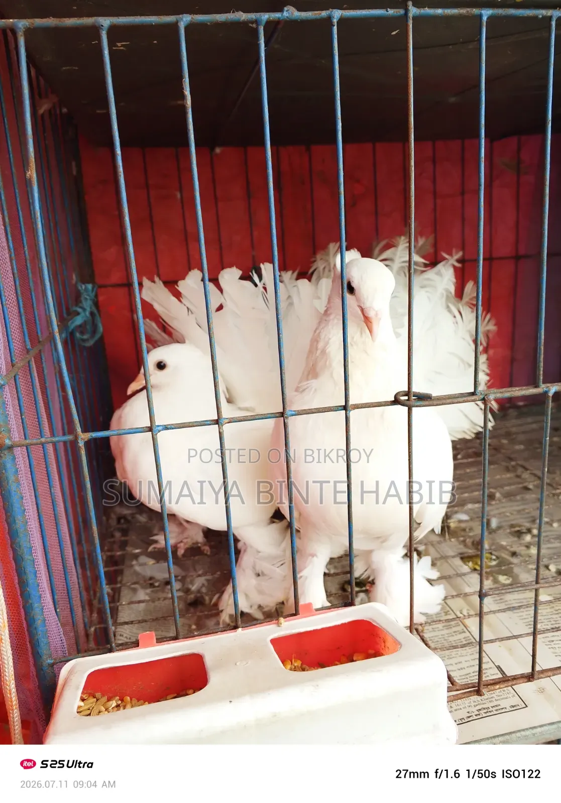 One Pair of Running Breeding Lahori Pigeons for Sale