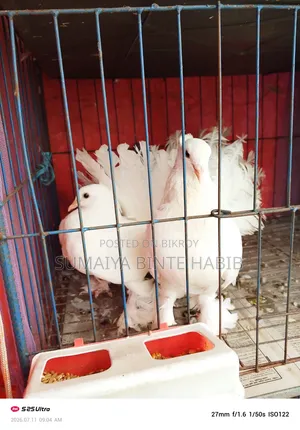 One Pair of Running Breeding Lahori Pigeons for Sale