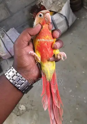A 3-month-old super tame Pineapple Conure is for sale.