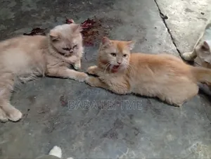 ৬-১২ মাস ফিমেল পিওরব্রেড পার্সিয়ান