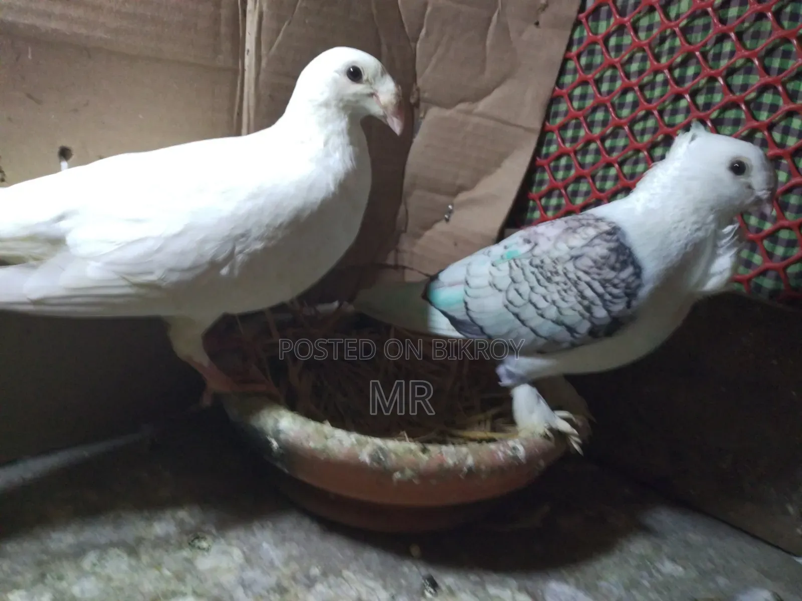 Very Beautiful White Beauty and Jharna Satin Pair