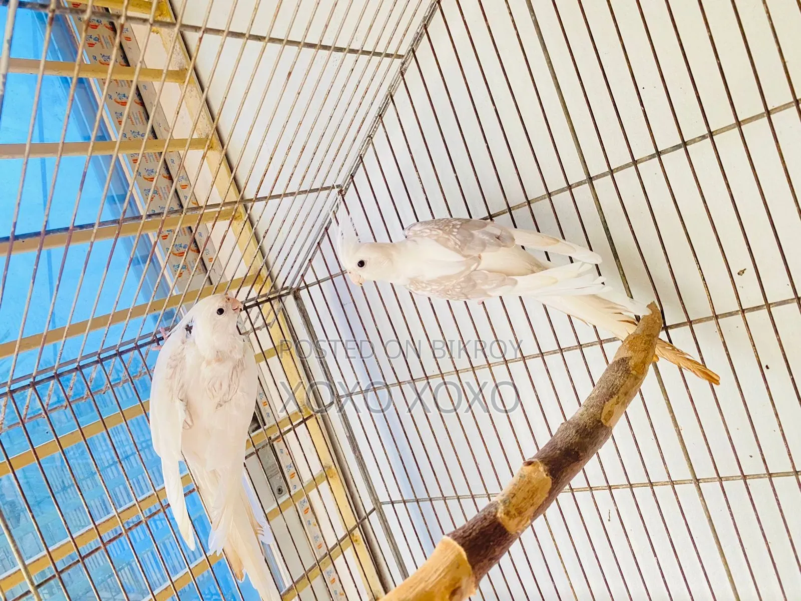Running Pair for Sale