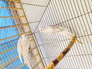 Running Pair for Sale