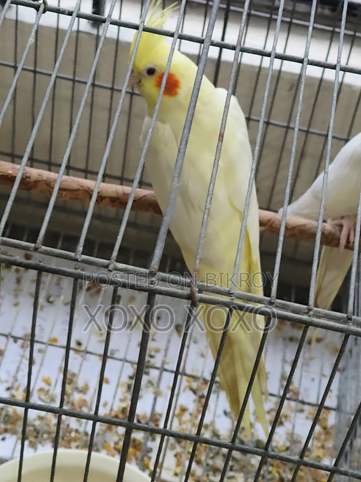 Running Pair for Sale
