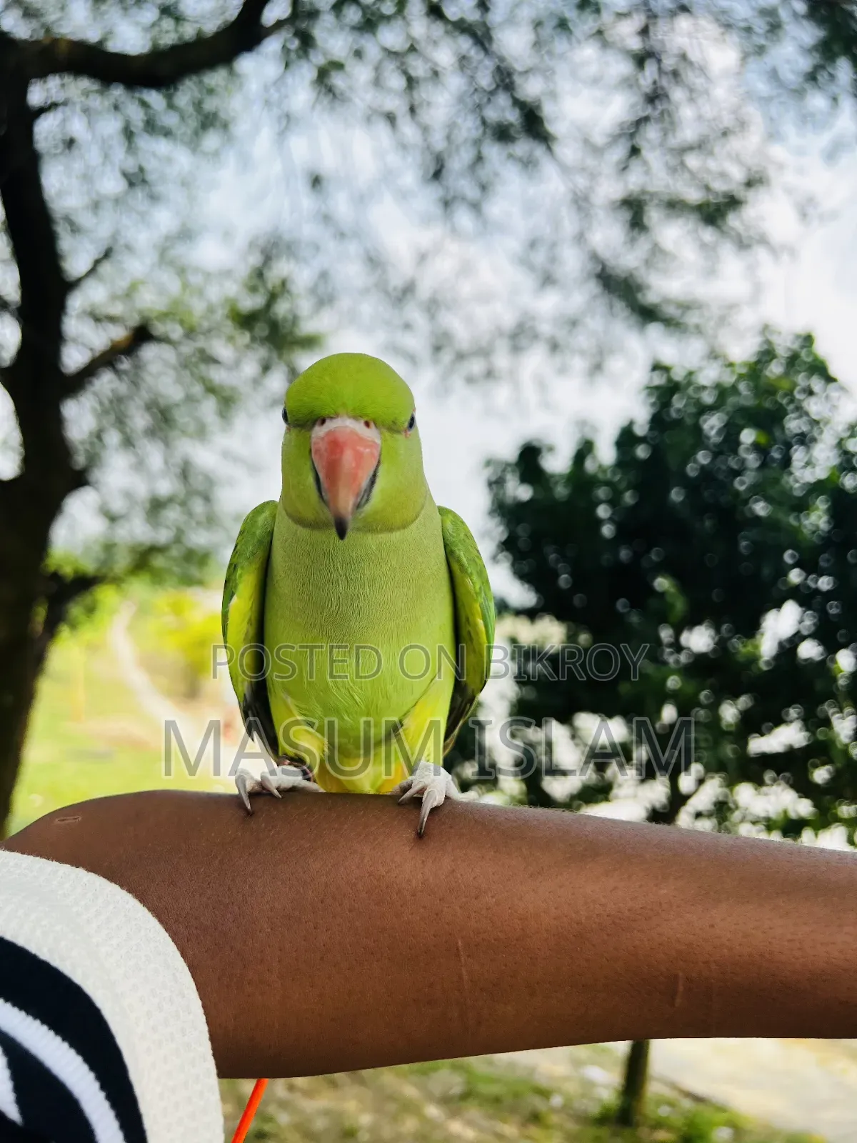 Tame Parrot Do Not Call This Number