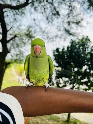 Tame Parrot Do Not Call This Number