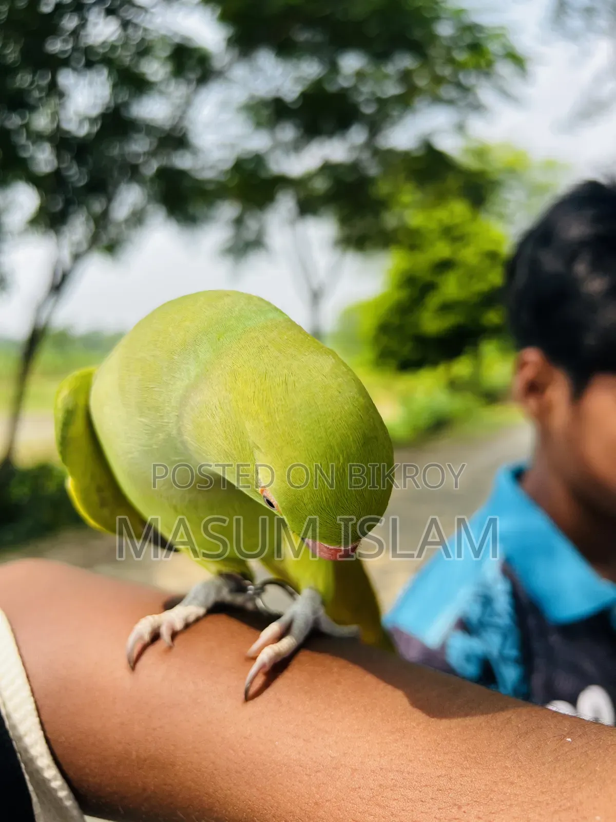 Tame Parrot Do Not Call This Number
