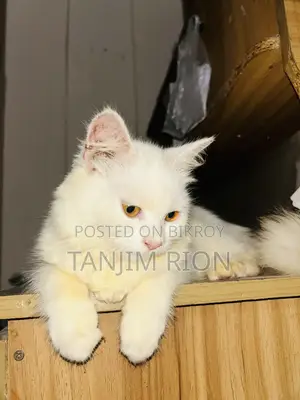 1-3 Months Female Purebred Turkish Angora