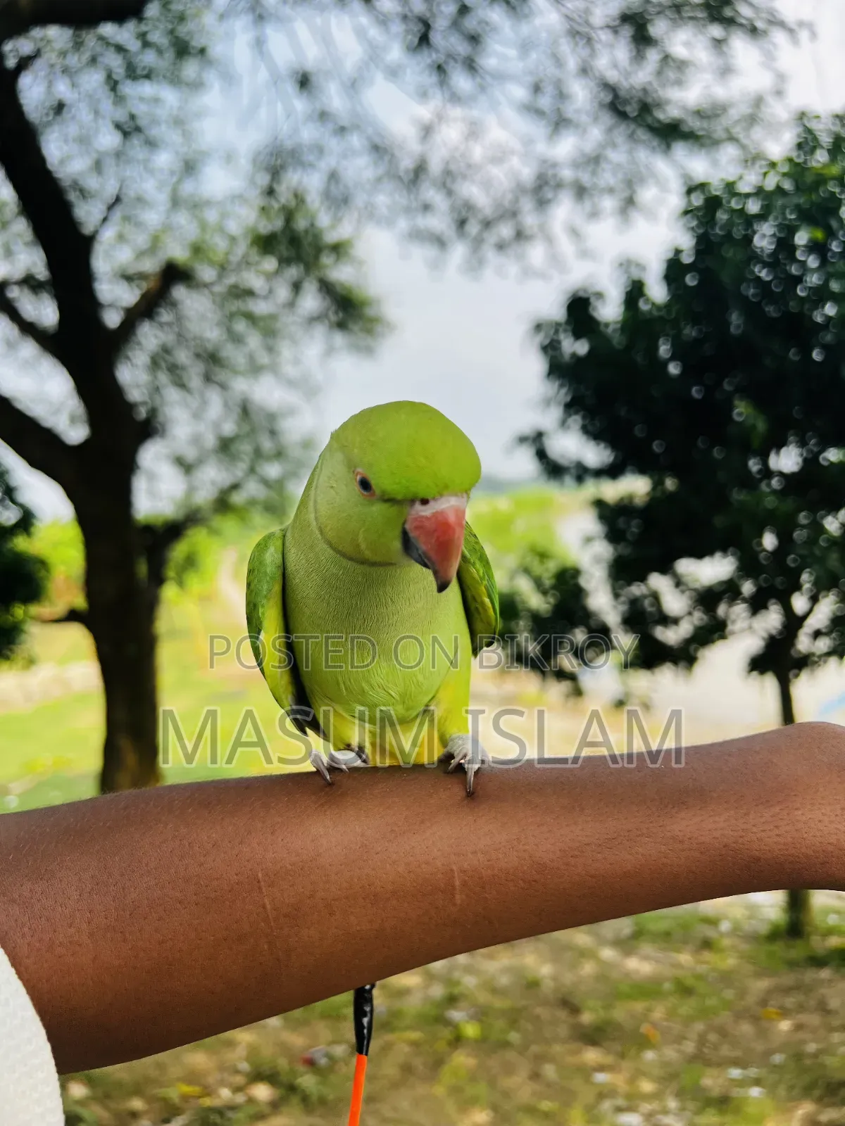 Tame Parrot Do Not Call This Number
