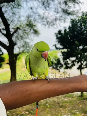 Tame Parrot Do Not Call This Number