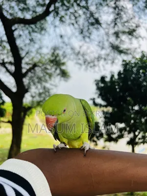 Tame Parrot Do Not Call This Number