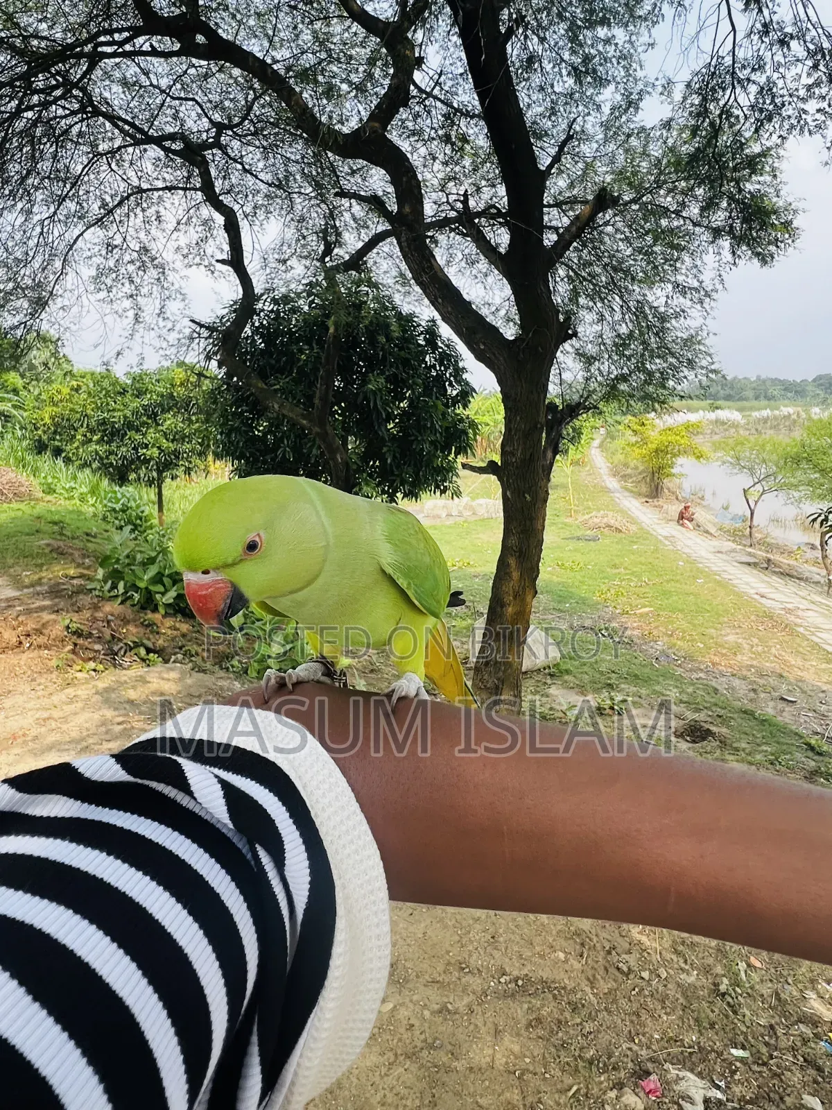 Tame Parrot Do Not Call This Number