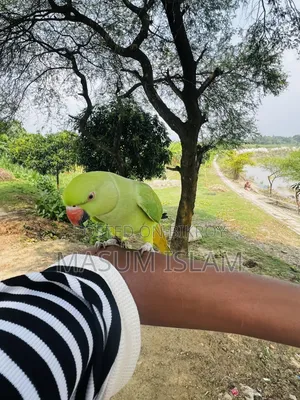 Tame Parrot Do Not Call This Number