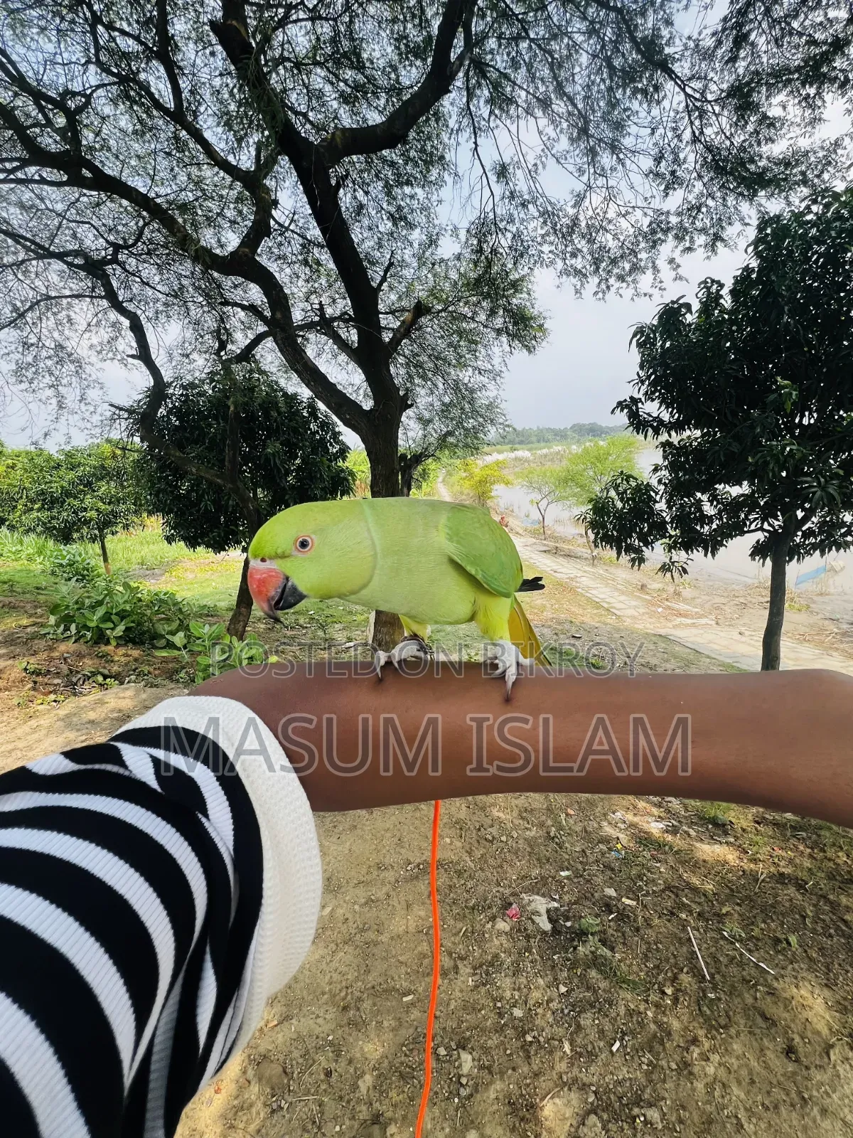 Tame Parrot Do Not Call This Number