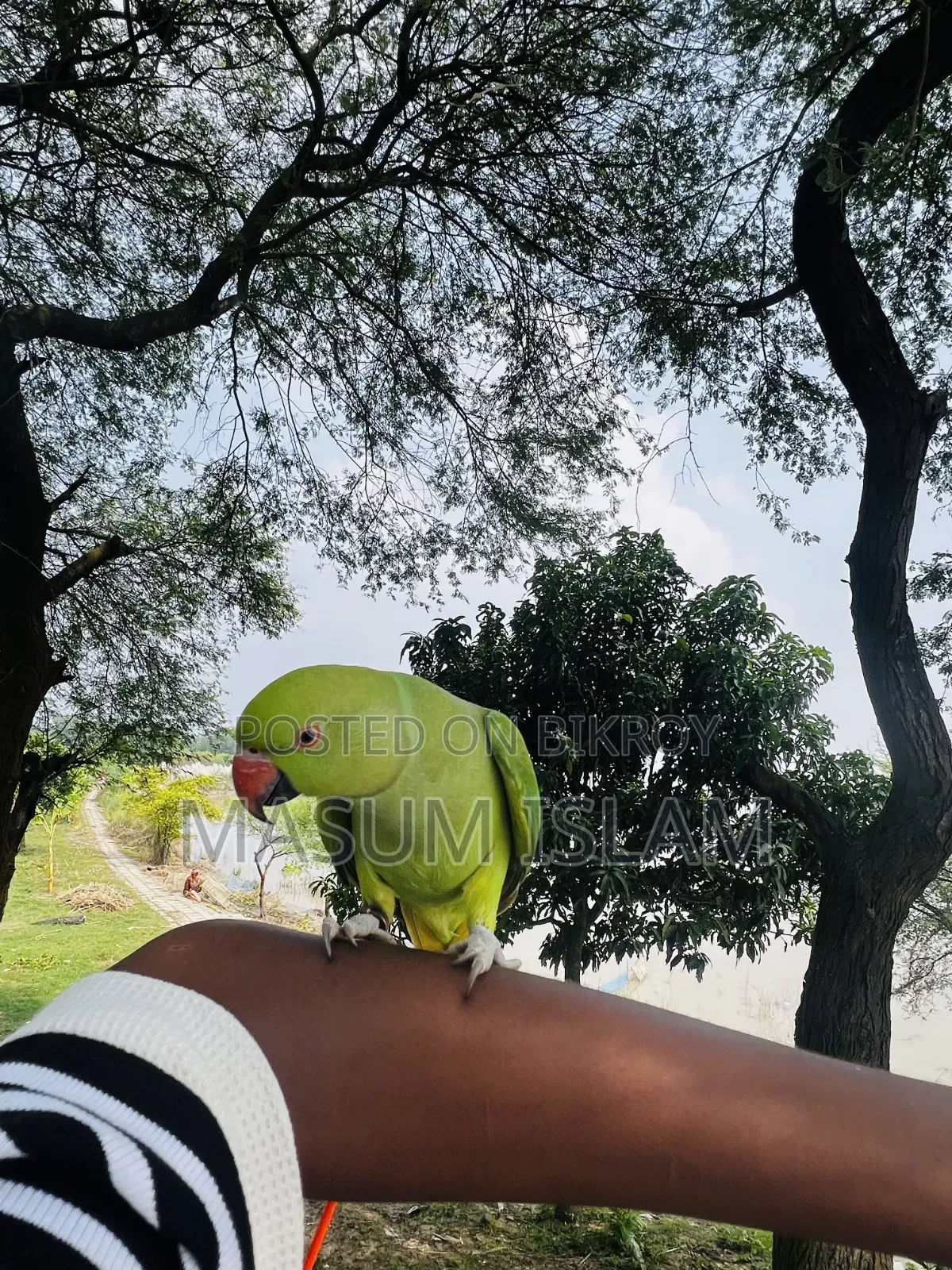 Tame Parrot Do Not Call This Number