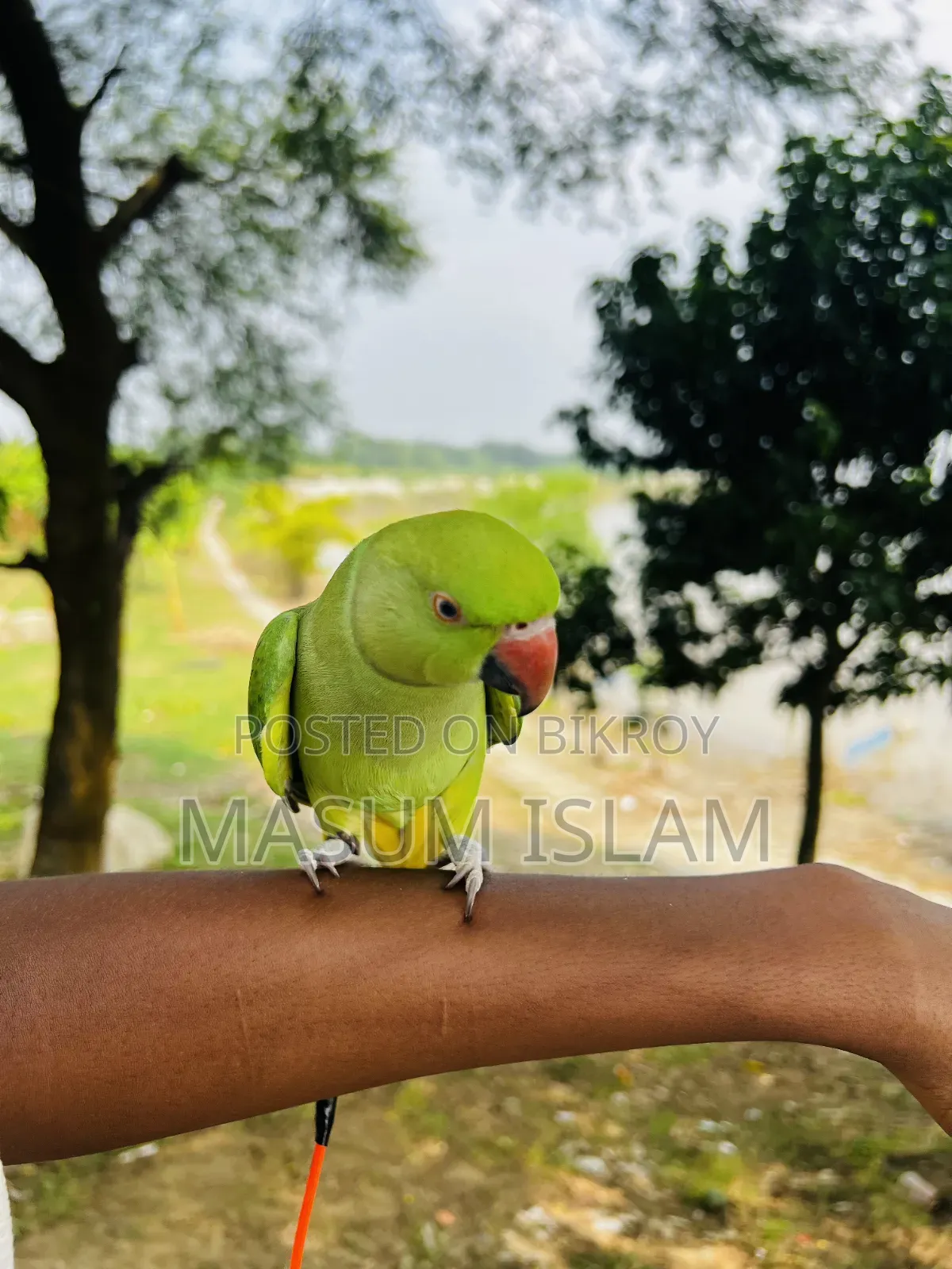 Tame Parrot Do Not Call This Number