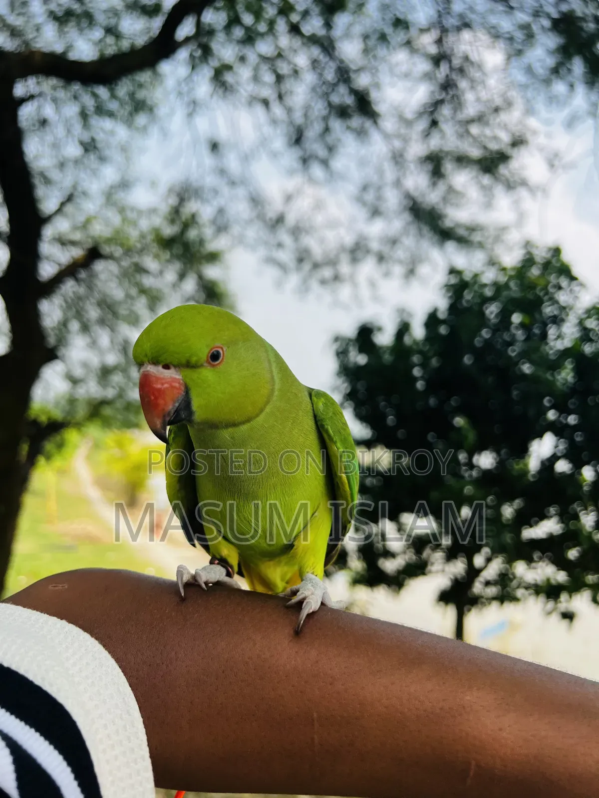 Tame Parrot Do Not Call This Number