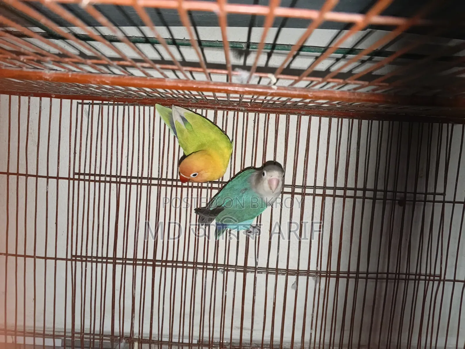 Master pair has raised eggs and chicks twice and currently has eggs