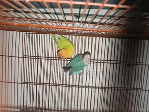 Master pair has raised eggs and chicks twice and currently has eggs