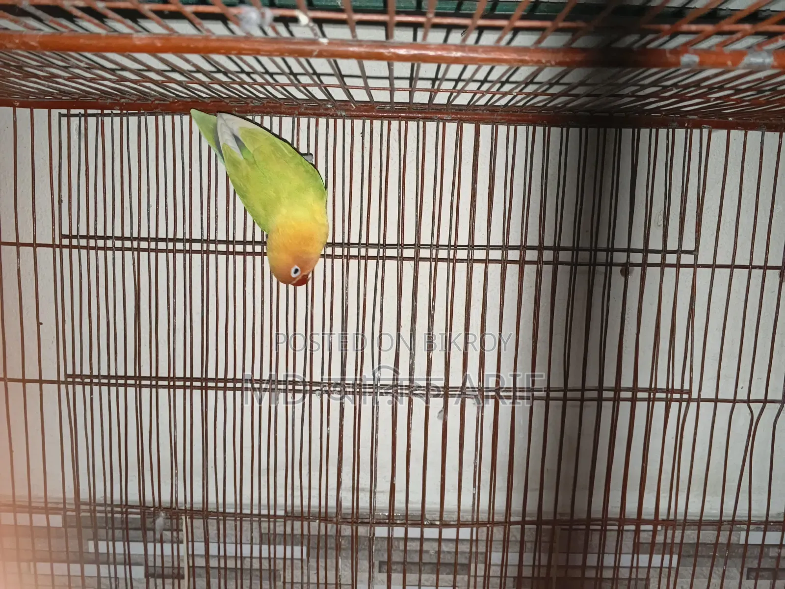 Master pair has raised eggs and chicks twice and currently has eggs