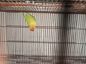 Master pair has raised eggs and chicks twice and currently has eggs